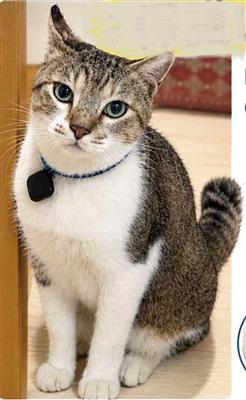猫の写真