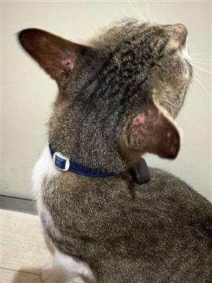 猫の写真