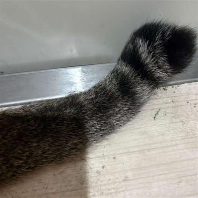 猫の写真