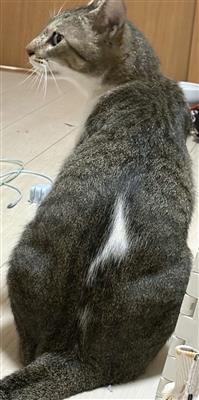 猫の写真