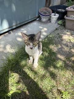 猫の写真