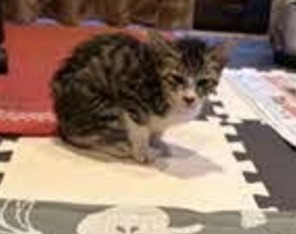 猫の写真