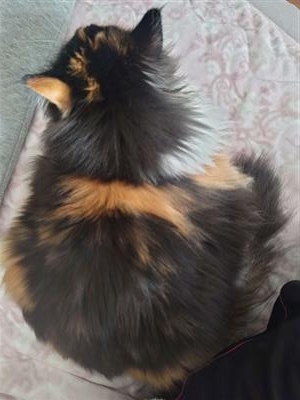 ねこ1