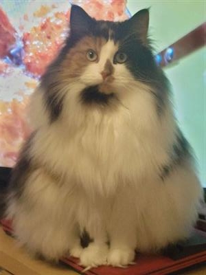 ねこ2