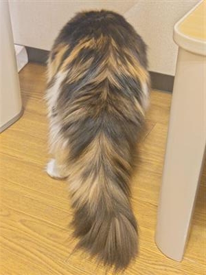 ねこ3