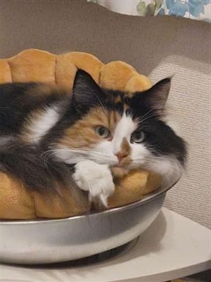 ねこ4