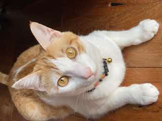 不明猫1