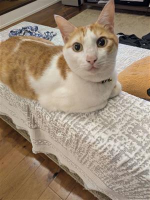 不明猫2