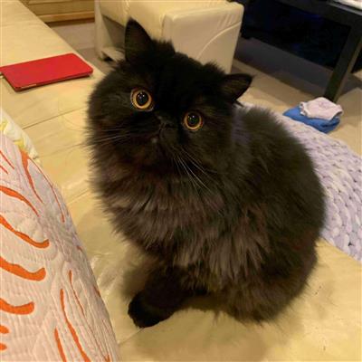 ねこ2