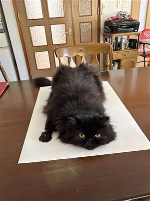 ねこ