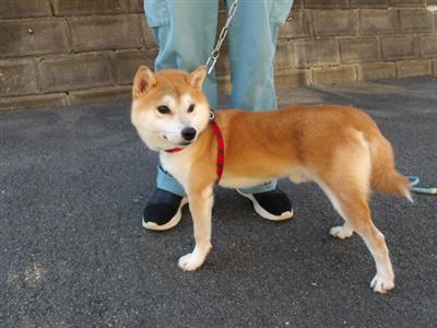 全身