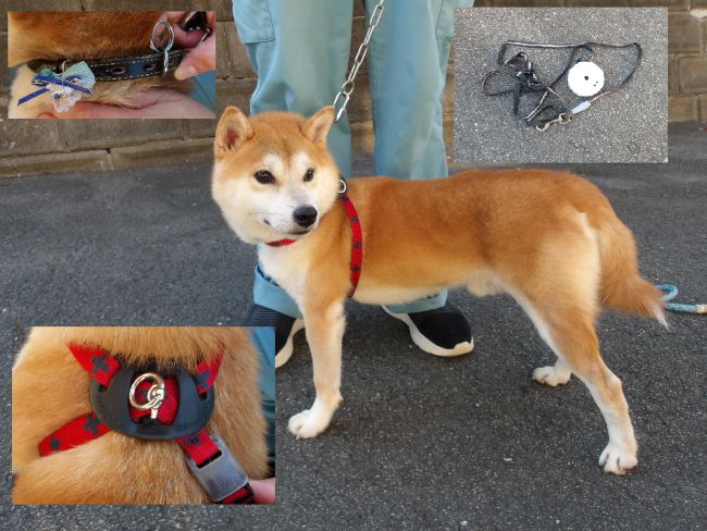 犬