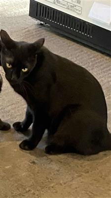 1013ねこ