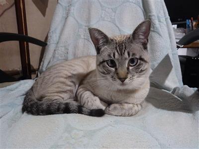 ねこ1