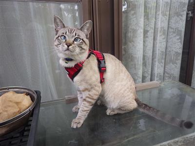 ねこ2