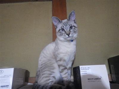 ねこ3