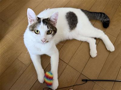 猫