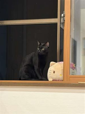 ねこ