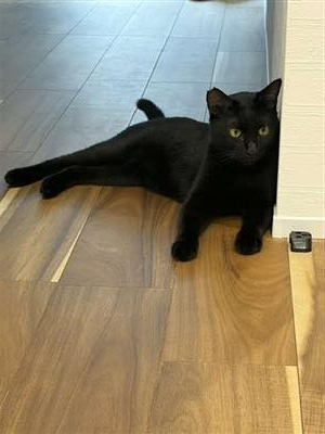 ねこ