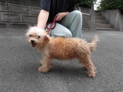 犬