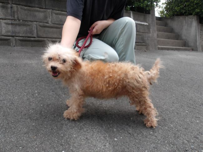 犬
