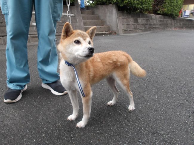 犬