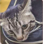 猫2