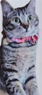 猫全体
