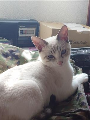 ねこ1
