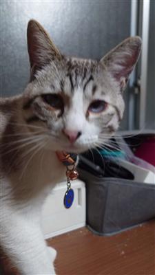 ねこ2