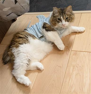 ねこ
