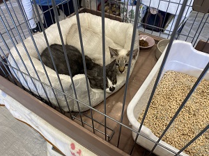 ねこ(2)