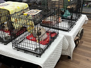 猫の譲渡会(3)