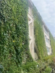 西原小グリーンカーテン