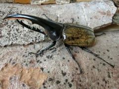 カブトムシ カブトムシ