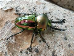 クワガタムシ クワガタムシ