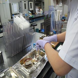 食品に関する細菌・ウイルス検査 食品に関する細菌・ウイルス検査