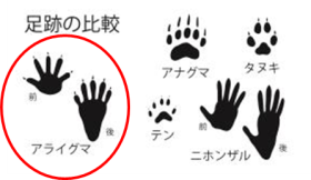 足跡イラスト