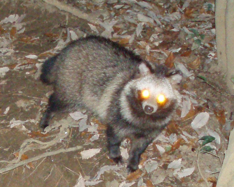 タヌキ