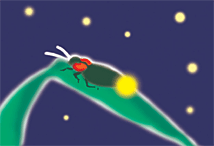 ホタル
