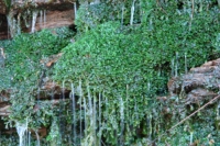 kamikawa