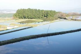 Rice Paddy Flooding Rice Paddy Flooding