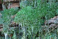上川床の湧水 