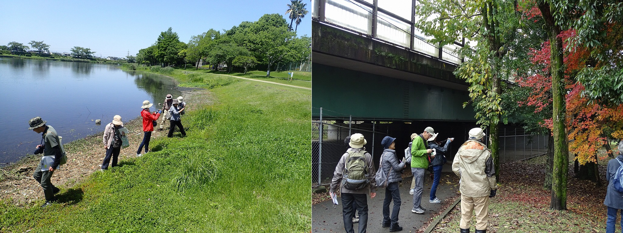 江津湖動植物観察会