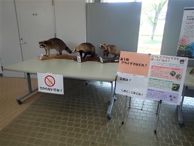 外来生物解説パネル展示