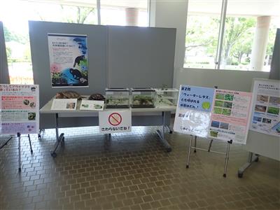 外来生物解説パネル展示2