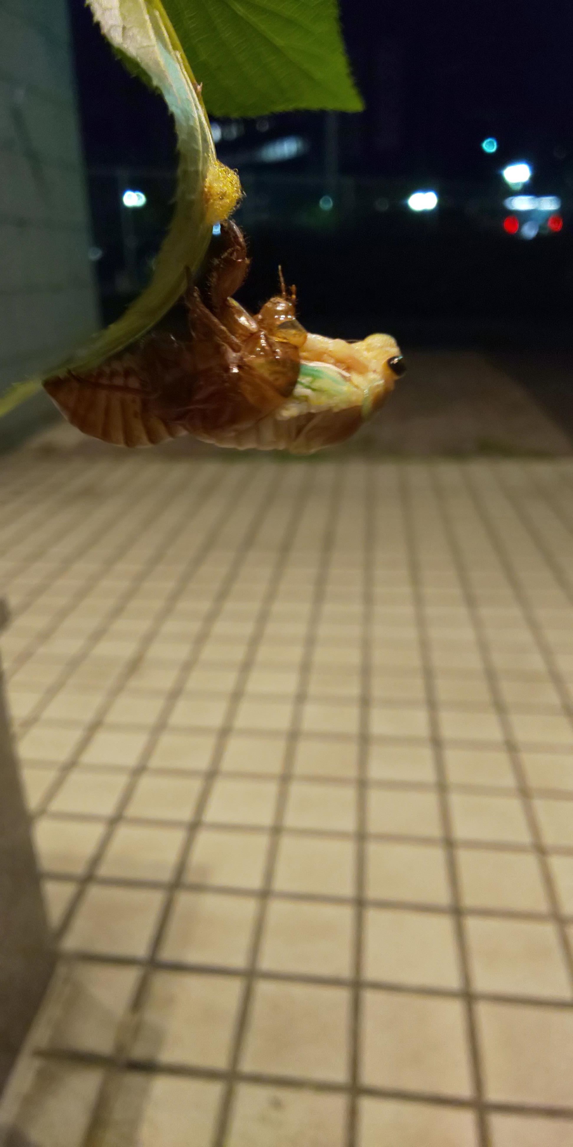 羽化