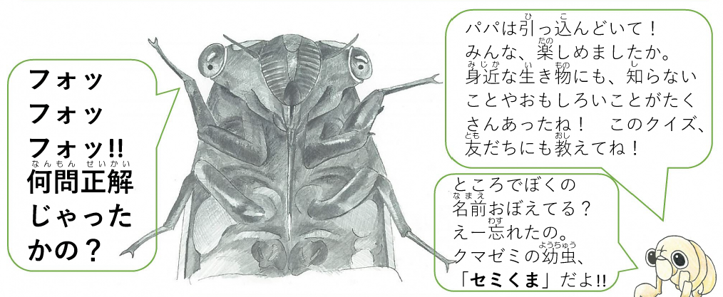 セミくま セミくま