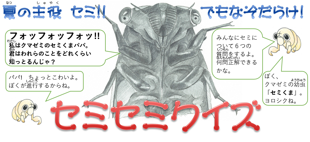 セミくまパパ セミくまパパ