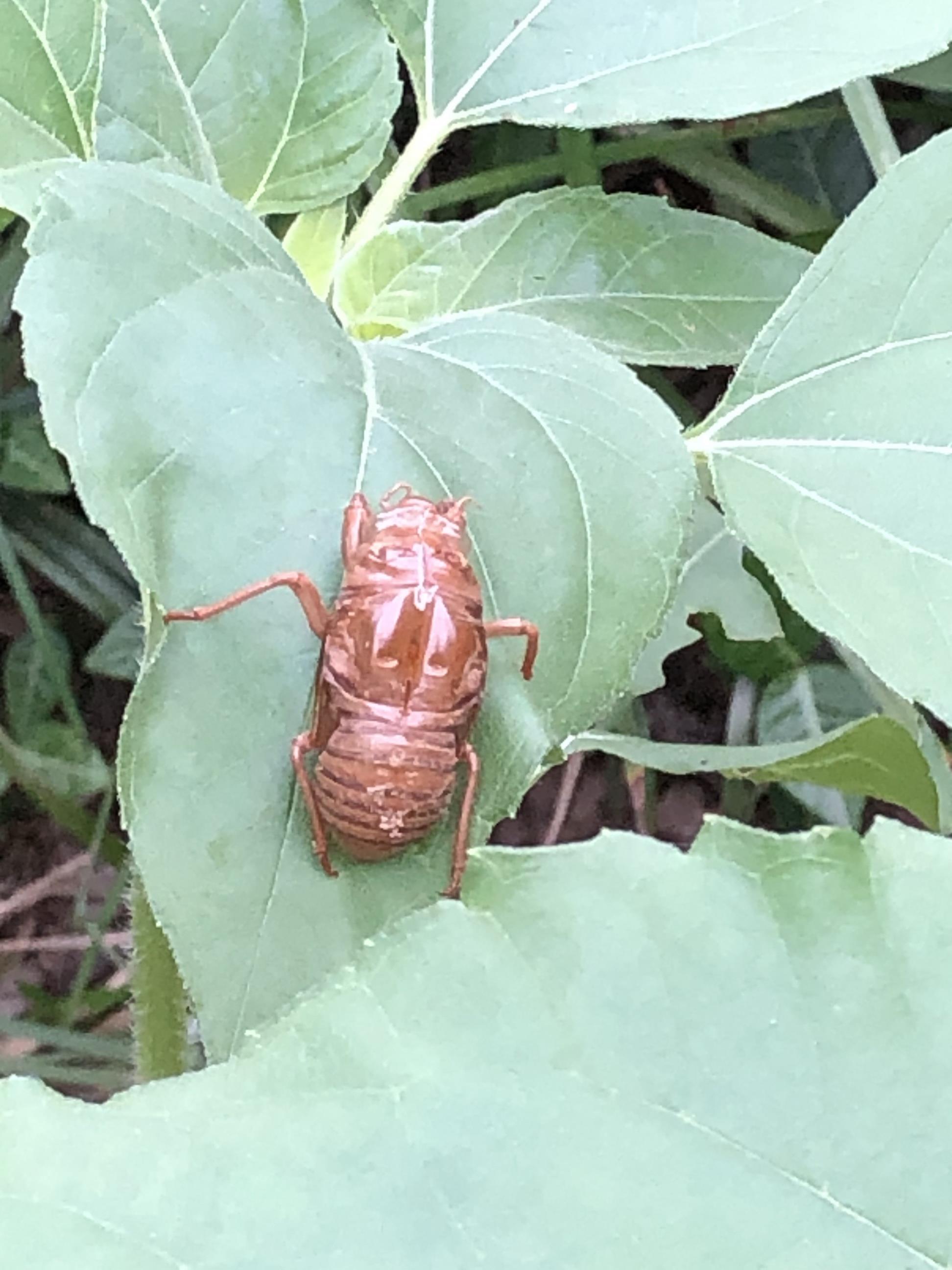 セミ抜け殻